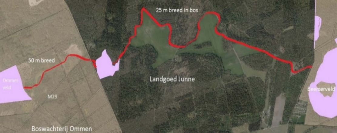 In 2021 gerealiseerde verbindingszone (rood) tussen het Ommerveld, Beerzerveld en Junnerveld (roze). Hierdoor zijn drie geïsoleerde populaties nu met elkaar verbonden. 