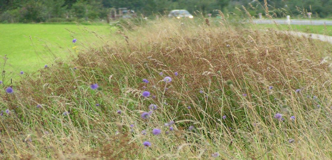 Foto: Een kruiderijke berm in Overijssel