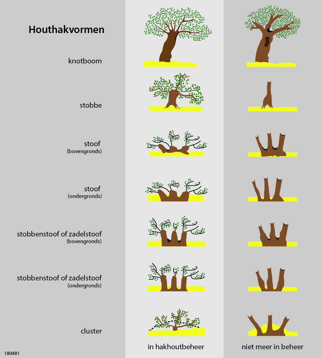 Afbeelding die de vorm van een boom toont na diverse manieren van hakhoutbeheer en zonder hakhoutbeheer. Bij hakhoutbeheer wordt een boom omgekapt, die vervolgens nieuwe stammen vormt vanuit de stronk. Deze cyclus herhaalt zich iedere 10-20 jaar, waardoor zich een stoof ontwikkelt met vele stammen. Als dit dicht bij de grond gebeurt, kan zich een cluster, stobbenstoof, zadelstoof of gewone stoof ontwikkelen. Als dit hoog boven de grond gebeurt, ontwikkelt zich een knotboom. Zonder beheer verliezen we deze hakhoutbomen, omdat de stammen doorschieten en een boom vormen die het omhakken vaak niet overleeft.