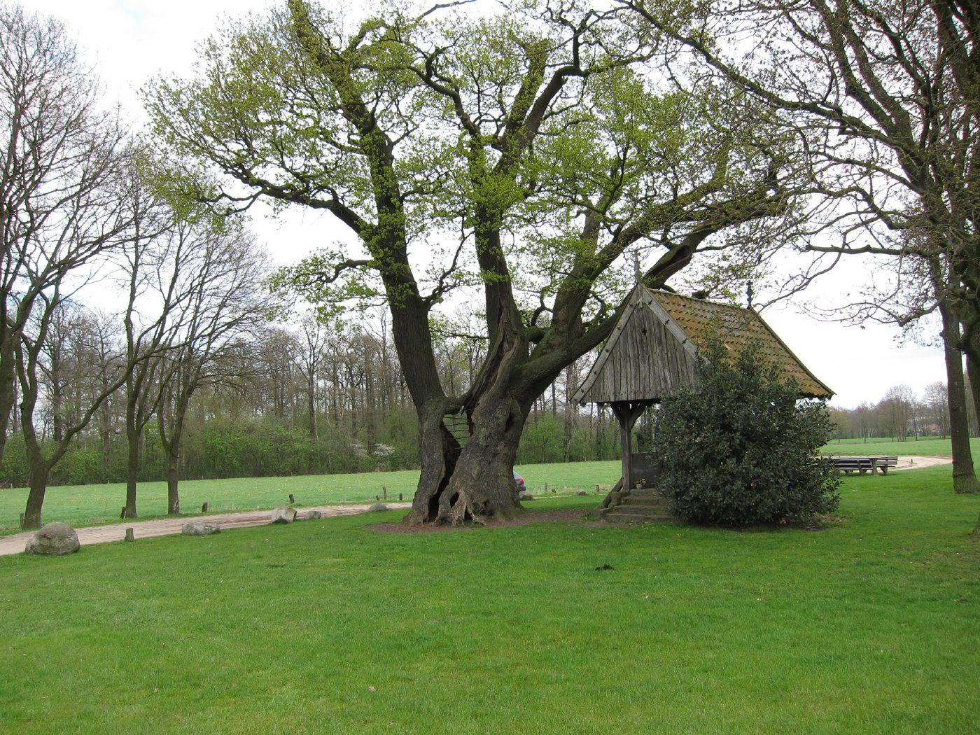 Foto: De Kroezeboom van Fleringen